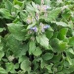 Borago officinalisКветка