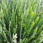 Baccharis trimera Лист