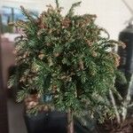 Juniperus squamata Frunză
