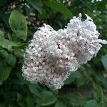 Syringa persica Flor