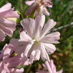 Saponaria officinalis Fula