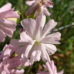 Saponaria officinalis 花