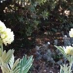 Anthyllis barba-jovis Flors