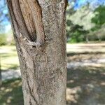 Robinia hispida Bark