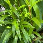Lilium lancifolium Φλοιός