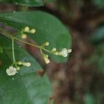 Psychotria solfiana Floro