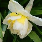 Narcissus spp. Blüte
