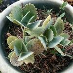 Kalanchoe marmorata List