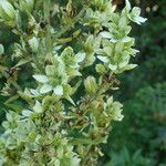 Veratrum album Cvet