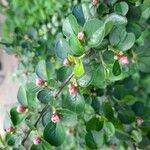 Cotoneaster horizontalisFiore