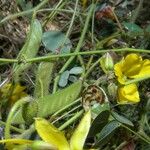 Chamaecrista hispidula Yeri