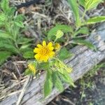 Arnica chamissonis फूल