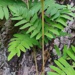 Osmunda regalis Levél