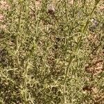 Salsola kali موطن