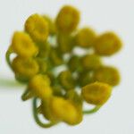 Ridolfia segetum Λουλούδι