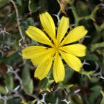 Launaea cervicornis Flower