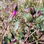 Mirabilis multiflora Хабит