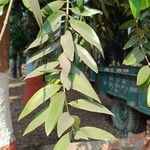 Agathis robusta 叶