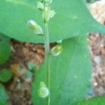 Priva lappulacea Flower