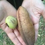 Castanospermum australe Плод