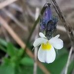 Viola kitaibeliana Cvet