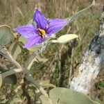 Solanum lycocarpum Flors