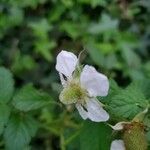 Rubus fraxinifolius Blüte
