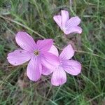 Linum viscosumFlor