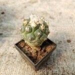 Turbinicarpus schmiedickeanus Листок