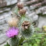 Cirsium vulgare花