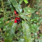 Ochna membranacea Vaisius