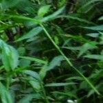 Persicaria barbata ഇല