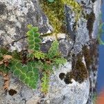 Asplenium ceterach 叶