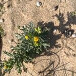 Senecio gallicus Blatt