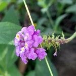 Lantana fucata Virág