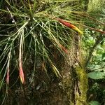 Tillandsia schiedeana Folla