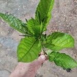 Ruellia tuberosa 葉