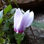 Cyclamen hederifoliumBlüte