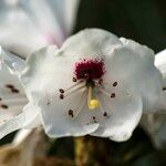 Rhododendron araiophyllum Flor