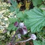 Anemone hupehensis Blüte