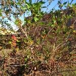 Rubus sellowii