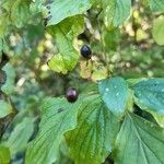 Cornus sanguineaFlower