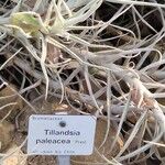 Tillandsia paleacea Diğer