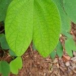 Bauhinia acuminata Blatt