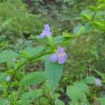 Mimulus alatus Blatt