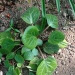 Bergenia ciliata ഇല