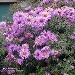 Symphyotrichum novae-angliae Blüte