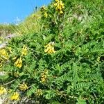 Astragalus penduliflorus പുഷ്പം