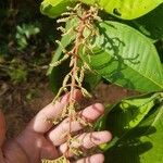 Miconia trinervia Flower