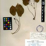 Didymocarpus cinereus Otro